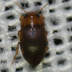 Hydroporinae