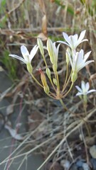 Brodiaea matsonii