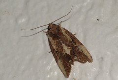 Timorodes blepharias