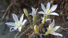 Brodiaea matsonii