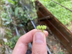Causonis corniculata