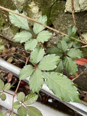 Causonis corniculata