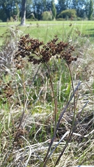 Juncus acuminatus