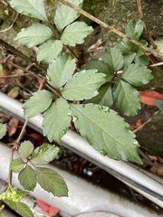 Causonis corniculata