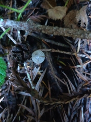 Mycena galopus