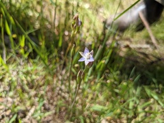 Thelymitra pallidifructus