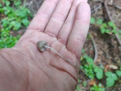 Mycena galopus