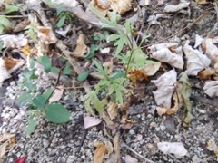 Coreocarpus parthenioides