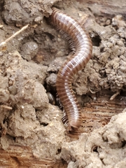 Cylindroiulus caeruleocinctus