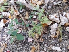 Coreocarpus parthenioides