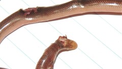 Anilios torresianus
