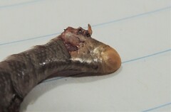 Anilios torresianus