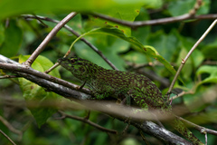 Anolis biporcatus