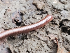 Parajulinae