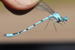 Enallagma annexum
