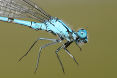 Enallagma annexum