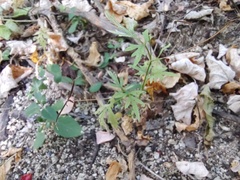 Coreocarpus parthenioides