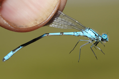 Enallagma annexum