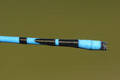 Enallagma annexum