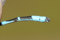 Enallagma annexum