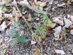 Coreocarpus parthenioides