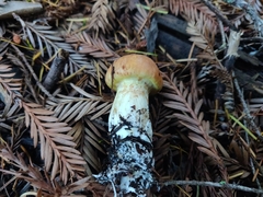 Suillus ponderosus