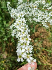 Leptospermum continentale