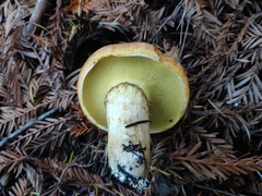 Suillus ponderosus