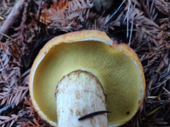 Suillus ponderosus
