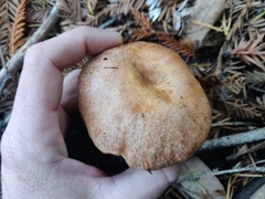 Suillus ponderosus
