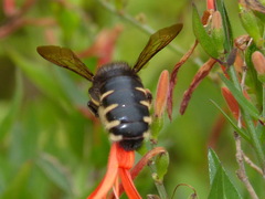 Xylocopa tabaniformis parkinsoniae
