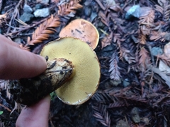 Suillus ponderosus