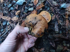 Suillus ponderosus