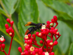 Rhynchium haemorrhoidale