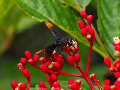 Rhynchium haemorrhoidale