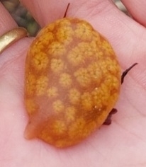 Botrylloides perspicuus