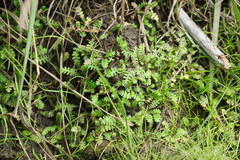 Leptinella squalida