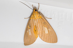 Asota plaginota