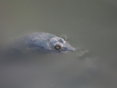 Apalone spinifera emoryi