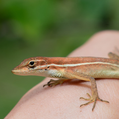 Anolis auratus