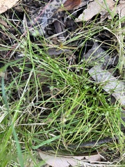 Isolepis