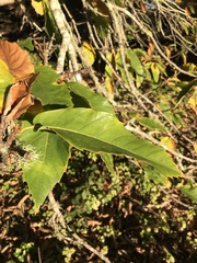 Castanea sativa