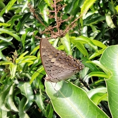 Charaxes solon