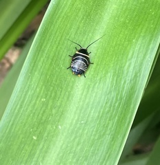 Ellipsidion australe