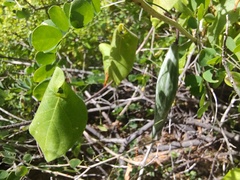 Polystemma cordifolium