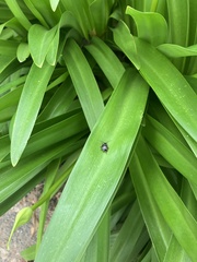 Ellipsidion australe