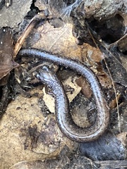 Batrachoseps nigriventris