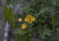 Senna cruckshanksii
