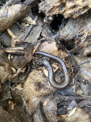 Batrachoseps nigriventris