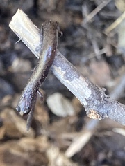 Batrachoseps nigriventris